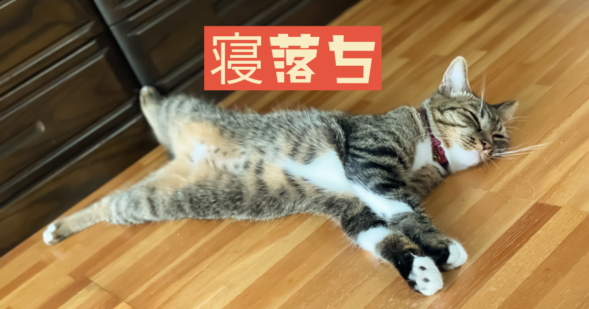 キジ猫スンスンの早朝の寝落ち